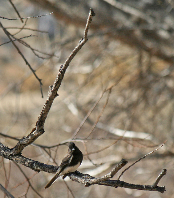 Bird at Big Morongo Canyon Preserve (2399)