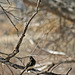 Bird at Big Morongo Canyon Preserve (2399)
