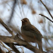 Bird in Big Morongo Canyon Preserve (2425)
