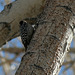 Woodpecker at Big Morongo Preserve (2386)