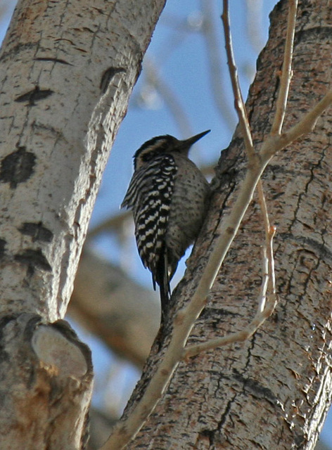 Woodpecker at Big Morongo Preserve (2387)