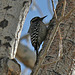 Woodpecker at Big Morongo Preserve (2387)