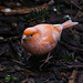 20120128 7089RAw [D~LIP] Kanarienvogel, Voliere, Landschaftspark, Bad Salzuflen