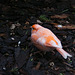 20120128 7092RAw [D~LIP] Kanarienvogel, Voliere, Landschaftspark, Bad Salzuflen