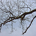 20120128 7070RAw [D~LIP] Baum, Landschaftsgarten, Bad Salzuflen