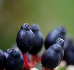fruits de Viburnum tinus