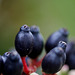fruits de Viburnum tinus