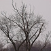 20120303 7545RTw [D-PB] Baum (500 mm)