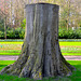 Keukenhof 2012 – Tree stump