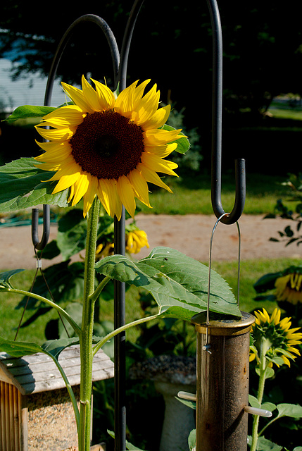 The Sunflower in Context