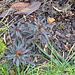 Euphorbia amygdaloide purpurea DSC 0048