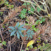 Euphorbia amygdaloide purpurea DSC 0049