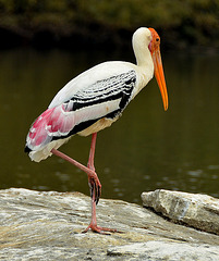 Painted Stork (milieu naturel)