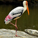 Painted Stork (milieu naturel)