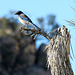 Bird in a Joshua Tree (2481)
