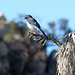Bird in a Joshua Tree (2482)