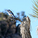 Bird in a Joshua Tree (2484)