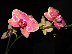 Orquídeas rojas