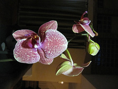 Orquídeas violetas