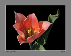 Tulipe 2012 N°1 bis