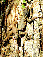 Three lizard tree