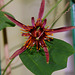 Passiflora 'Sunfire' (2)