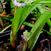 Lachenalia orchidioïdes (2)