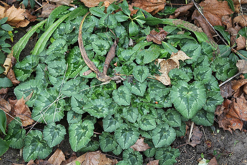 Cyclamen de Naples Cyclamen de Naples