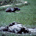 Buffalos de Sulawesi