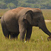 Wild elephant (milieu naturel)