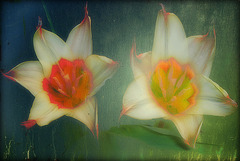 coeurs de tulipes