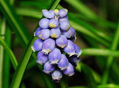 Grape Hyacinth