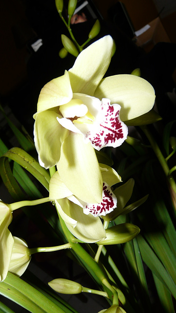 mon orchidée
