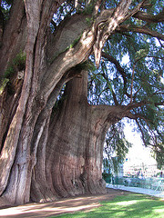 großer, alter Baum