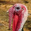 A gobbler for Turkey Day