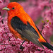 Red tanager..!