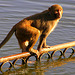 Golden monkey....(wild)