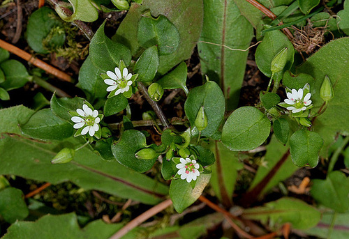 Mouron des oiseaux-Stellaria media Mouron des oiseaux-Stellaria media