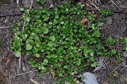 Mouron des oiseaux-Stellaria media (3) Mouron des oiseaux-Stellaria media (3)