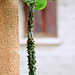 Euphorbia spectabilis-Monadenium spectabile