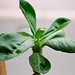 Euphorbia spectabilis-Monadenium spectabile feuilles 2