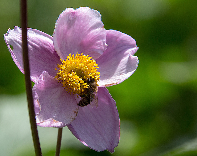 20140703 3719VRAZw [D~LIP] Biene, Herbst-Anemone (Anemone hupehensis), UWZ, Bad Salzuflen