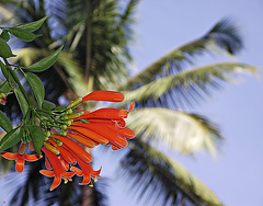 Petals and palms