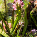 20140703 3692VRAZw [D~LIP] Schlauchpflanzen (Sarracenia purpurea), [Trompetenpflanze] [Trompetenblatt], UWZ, Bad Salzuflen