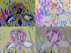 Iris montage