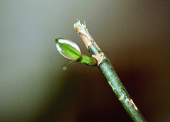 Keiki Phalaenopsis