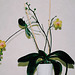 Phalaenopsis âgé , avec keiki adulte fleuri