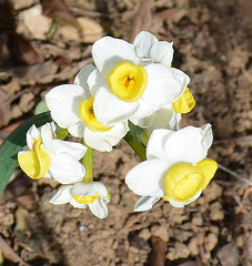 Narcisse multiflora DSC 0043
