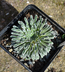Saxifraga longifolia DSC 0051