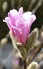magnolia loebneri 'léonard messel' DSC 0061